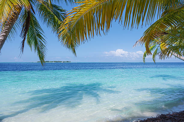 Coconut palm trees and tropical turquoise sea with sunny blue sky copy space scene