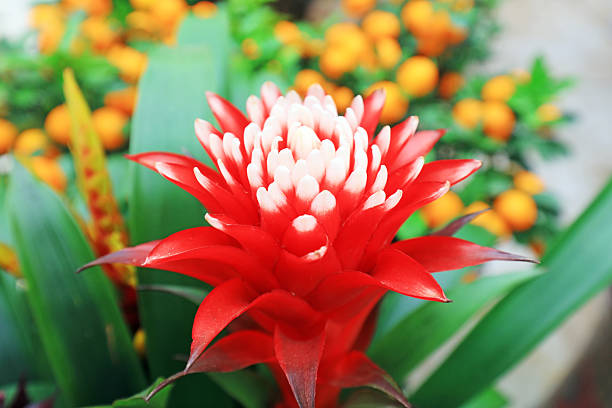 Pineapple flowers in the garden