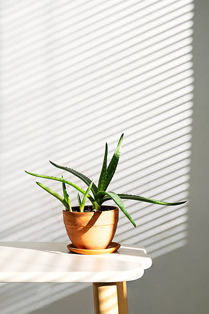 istock Clay Pot with Aloe Vera Plant on White Table In Sunlight and Shadows from Window Blinds. 2206770231