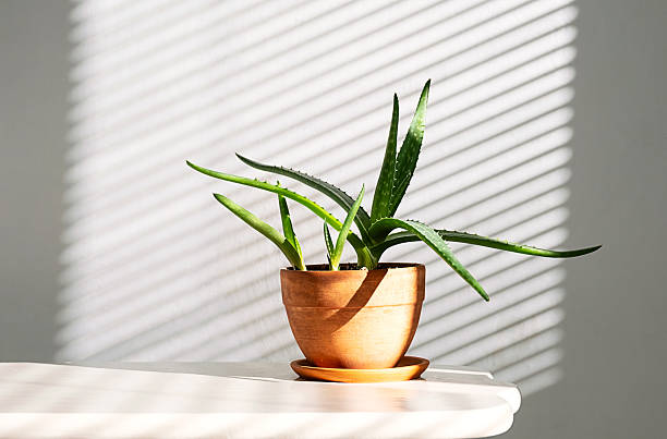 istock Aloe Vera Houseplant in Terracotta Pot with Light and Shadow Patterns from Blinds. 2206770236