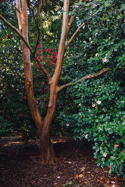 Stewartia pseudocamellia at the Arboretum in Seattle