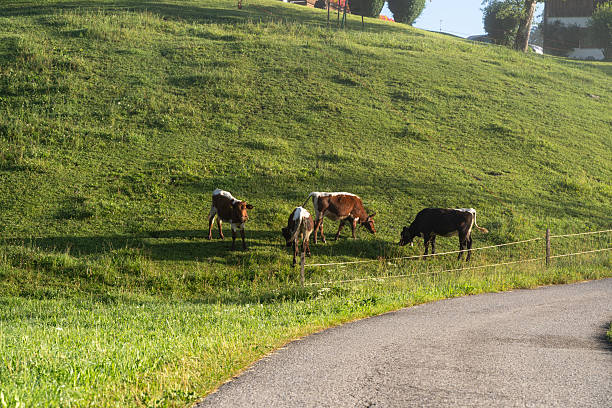 istock Cows grazing in the pasture in the mountains 2206772088