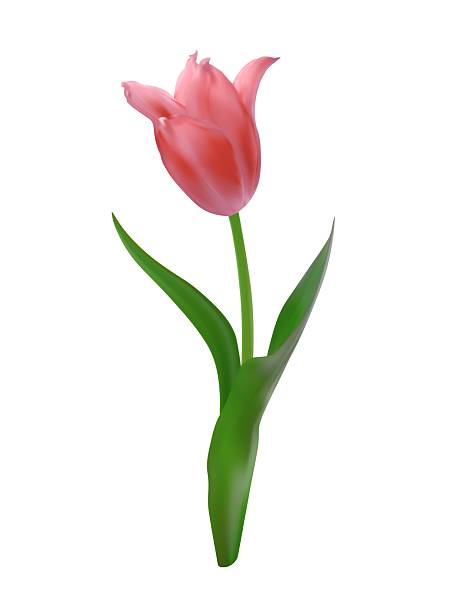 istock Realistic pink tulip flower. Vector illustration of spring symbol. 2206772505