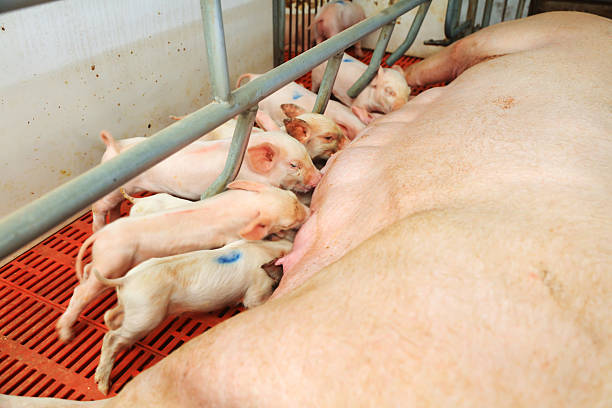 istock young pig feeding in a farm 2206774937