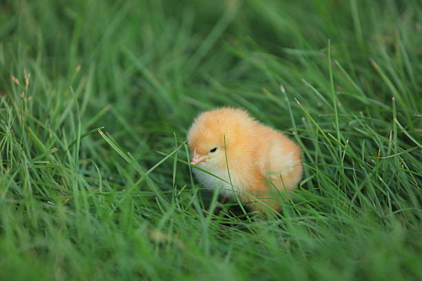 Little chicken on the grass