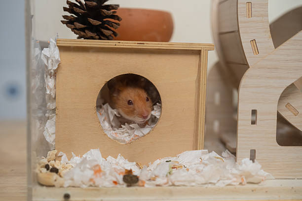 istock Cute small golden hamster resting inside a wooden house surrounded by bedding materials, pine cone, and playful scenery in a cozy habitat 2206775641