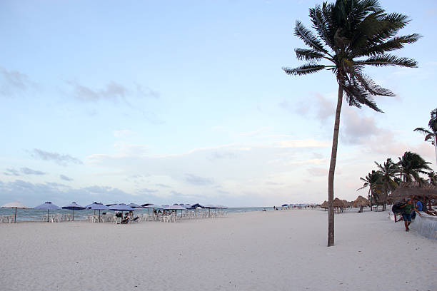 Beautiful Palm Trees at the Costa Maya Beach in Mexico.