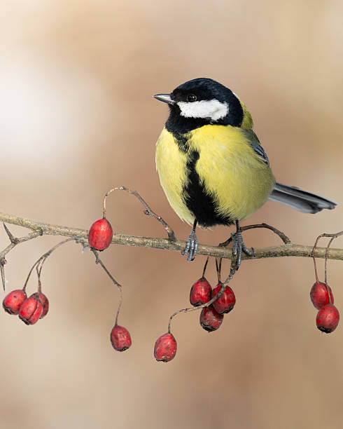 istock Bird - Colorful great tit ( Parus major ) perched on a hawthorn tree, photographed in horizontal, winter time, blurred background 2206779010