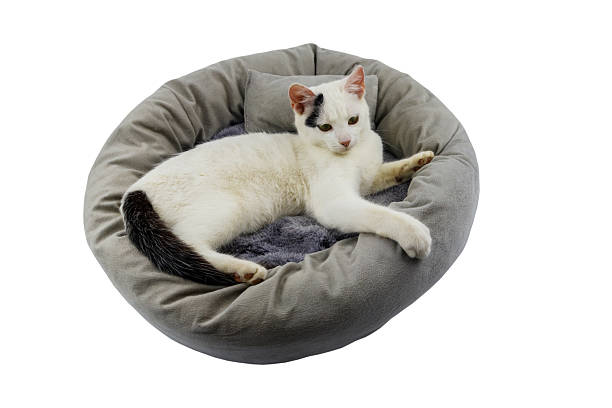 istock White cat lying in comfortable pet bed isolated on white background 2206779782