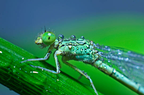 istock The macro features of dragonflies 2206780741