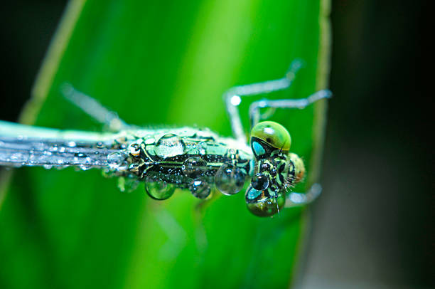 The macro features of dragonflies
