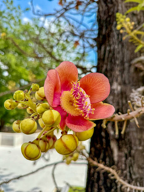 istock Vibrant Cannonball Tree Flower  Exotic Bloom Close-Up 3 2206781082