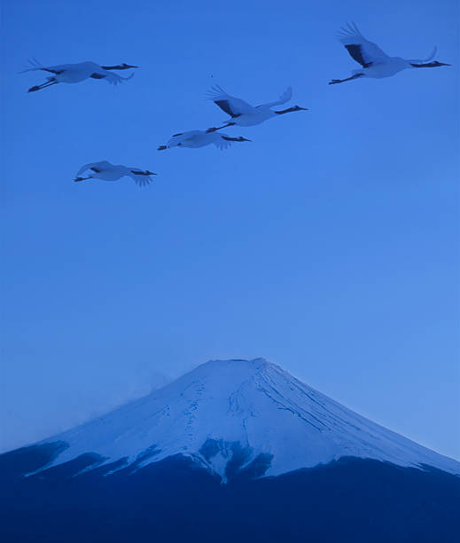 Japan Tokyo, Moount Fuji, at night.  red crested cranes flying by