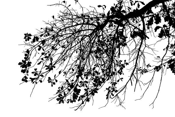 istock Vector illustration of natural old oak tree branch with leaves on white background 2206782068