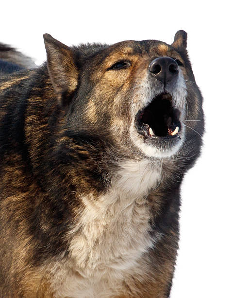istock A dog is barking and has a very large mouth 2206782381