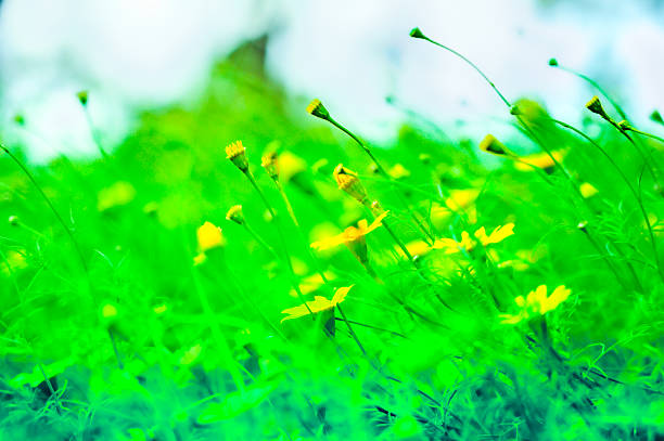 Flower Series : Yellow daisy flowers field with sunlight. Little flower in the park. Ground cover plant with small flowers used for garden decoration.