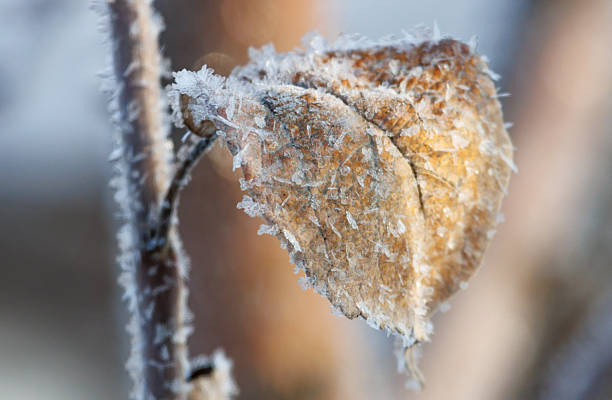 A leaf is covered in frost and snow. The leaf is brown and the snow is white. The image has a cold and wintry mood