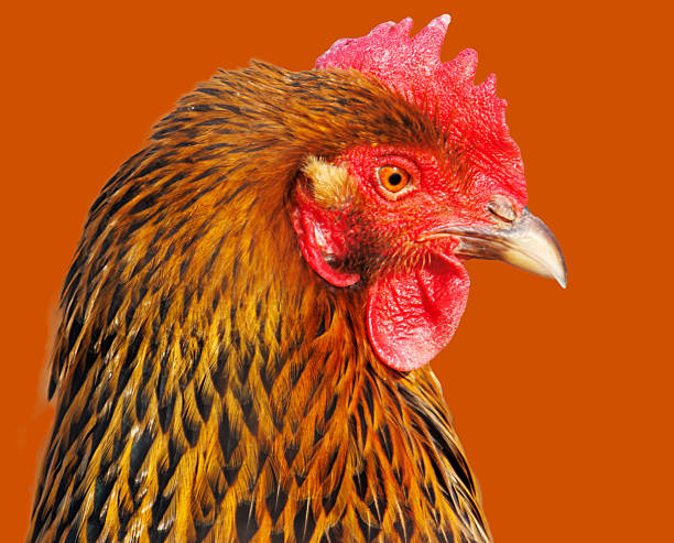 istock A chicken with a red beak and a brown and black head 2206783104