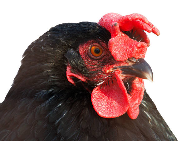 istock A chicken with a red beak and red feathers on its head 2206783105