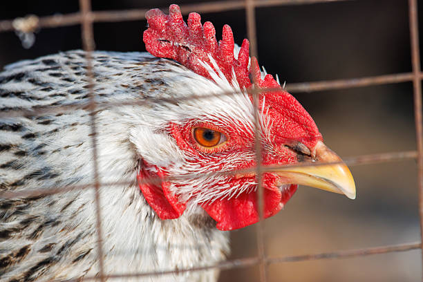 istock A chicken with a red beak and red eyes is peering through a wire fence 2206783114