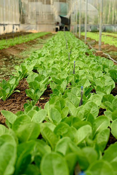 istock Close up of young green vegetable seedlings thriving under a drip irrigation system inside a greenhouse 2206784852
