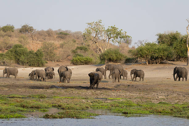 istock Elephant herd at the Chobe River in Botswana 2206785049