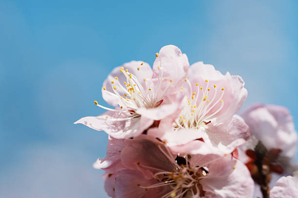 A picture of blooming apricot flowers in sunlight under blue sky in spring