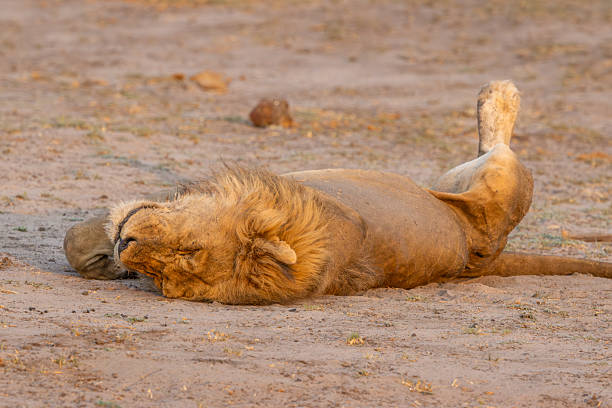 istock Sleeping lion at Chobe River in Botswana 2206785133