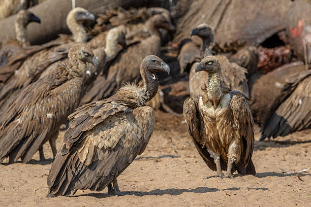 istock Vultures feeding on elephant carcass in Botswana 2206785359