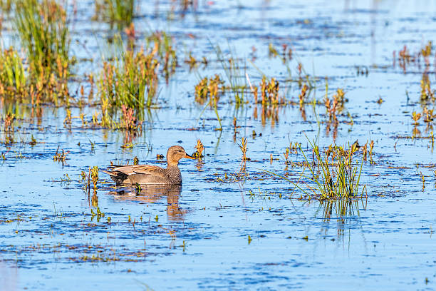 istock Gadwall swimming in the lake 2206786635