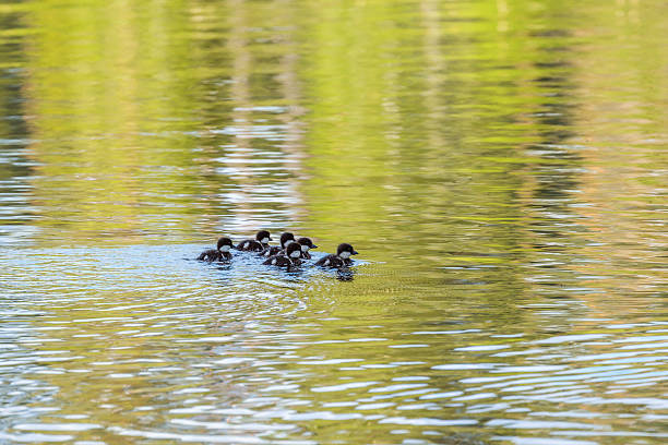 istock Goldeneye chicks swimming in water 2206786673