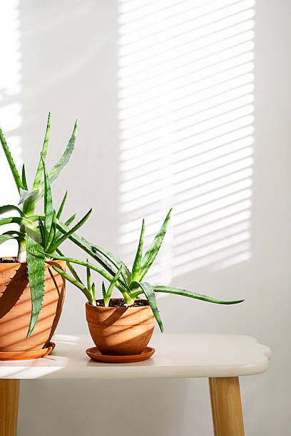 Aloe Vera Plants in Minimalist Home Setting with Soft Window Light and Cozy Ambiance.