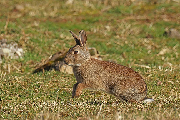 istock European rabbit - Wild rabbit - Lapin de garenne (Oryctolagus cuniculus). 2206794337