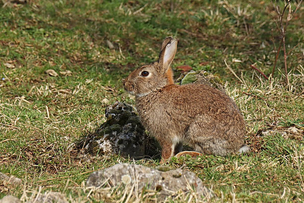 istock European rabbit - Wild rabbit - Lapin de garenne (Oryctolagus cuniculus). 2206794465