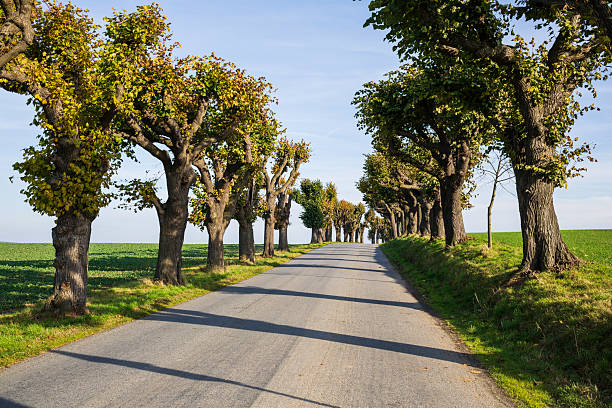 A smooth road stretches through a picturesque countryside lined with trees that display bright green foliage under a clear blue sky, creating a serene and inviting atmosphere.