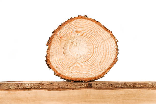 Trunk slice on a wooden base. Annual rings on a fresh cut of a tree. White background