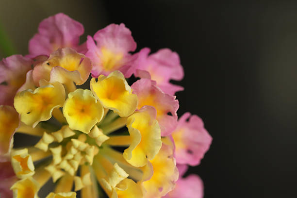 Close up of lantana flower