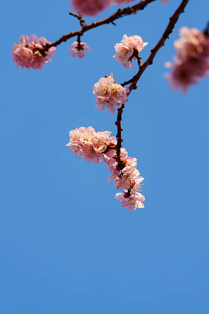 istock Blooming apricot flowers in sunlight 2206800572