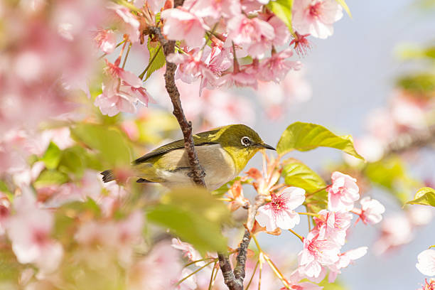 istock Early-blooming Kawazu cherry blossoms in full bloom 2206801700