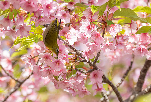 istock Early-blooming Kawazu cherry blossoms in full bloom 2206801707