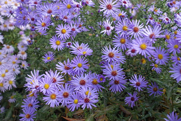 istock Lavender colored flowers of Michaelmas daisies in mid October 2206802739