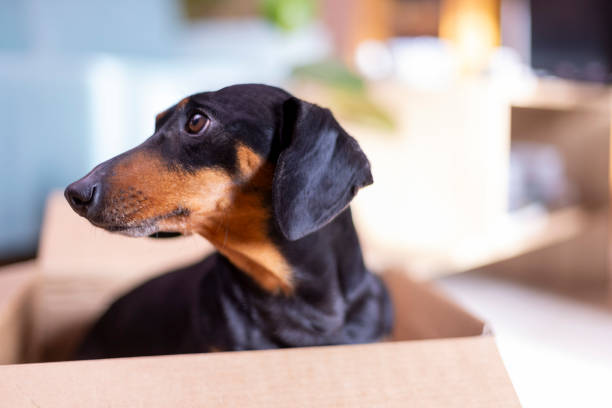 istock Cute dachshund dog is playing and having fun sitting in a parcel box at home 2206804323