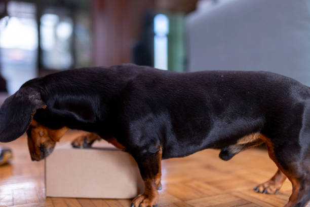 A dachshund dog is having a lot of fun playing with a cardboard package box at home