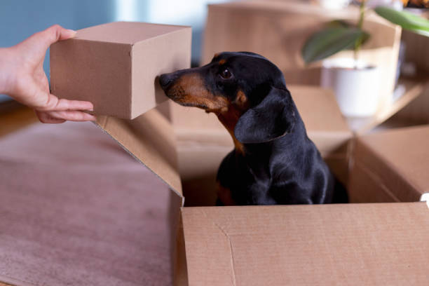 istock The dachshund dog is having fun exploring and unpacking the cardboard package box 2206804356