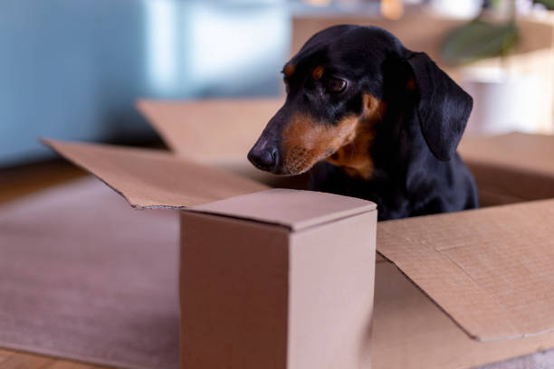 istock A black dachshund dog sits and plays in a parcel box 2206804361