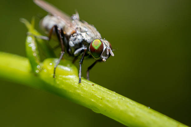 istock Close up of Housefly on a leaf 2206804499