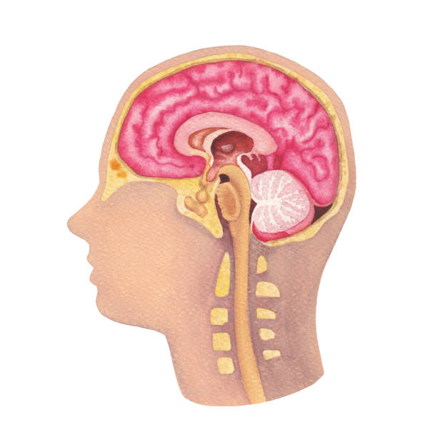 istock Watercolor illustration of a human brains and a nervous system. 2206806487