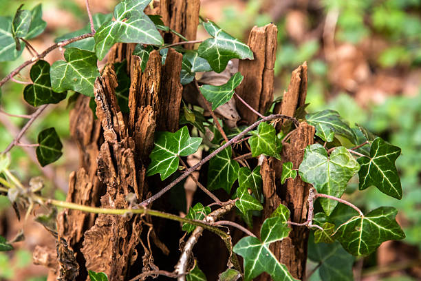 Ivy growing on rotten tree stump in the forest closeup as natural background