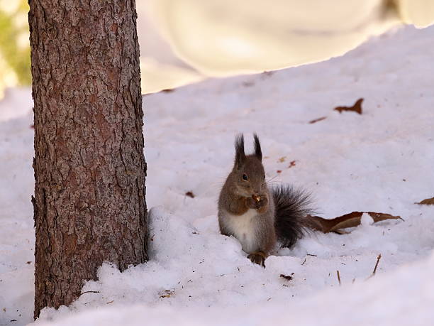istock Wild Hokkaido squirrel in eastern Hokkaido 2206809813