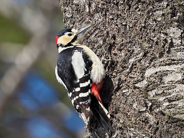 istock Wild Great Spotted Woodpecker in Eastern Hokkaido 2206809925